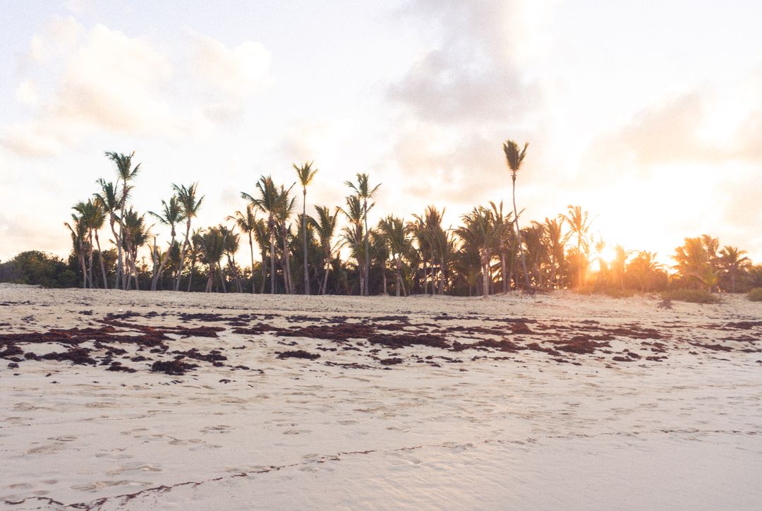 Sunrise Glowing Behind Palm Trees on Quiet Tropical Beach with Seaweed-Strewn Sand