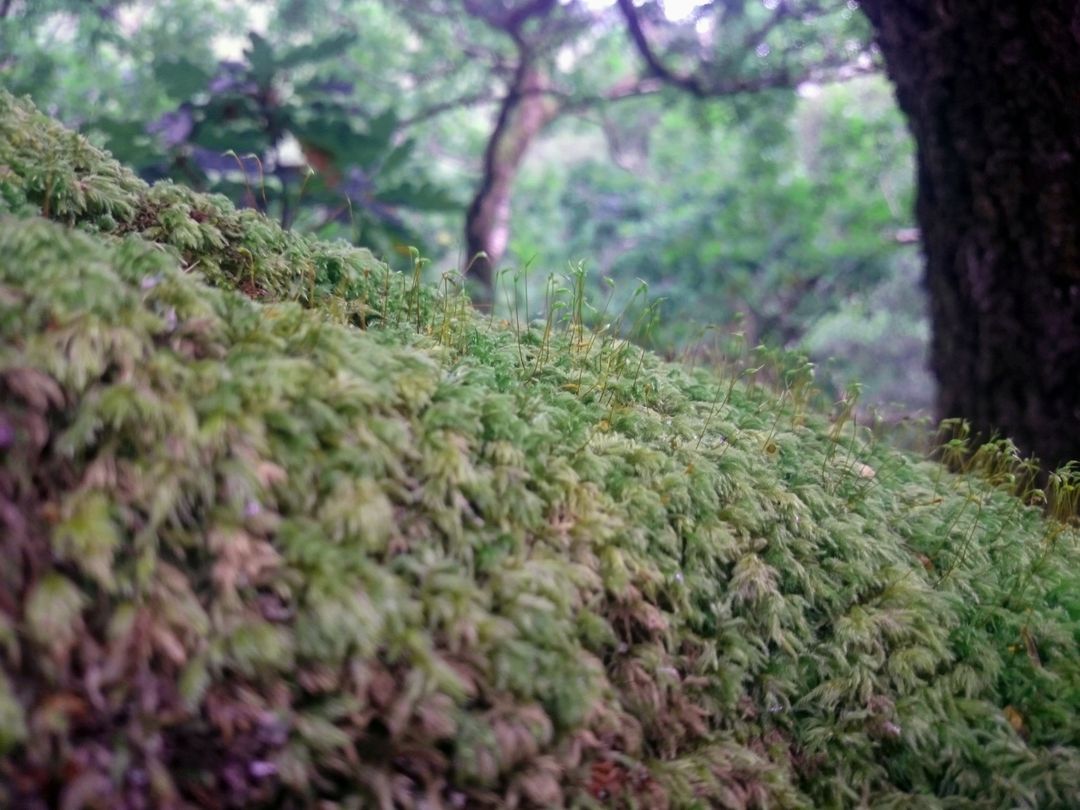 Close-up of Moss Growing on Tree Trunk in Vibrant Forest - Free Images, Stock Photos and Pictures on Pikwizard.com