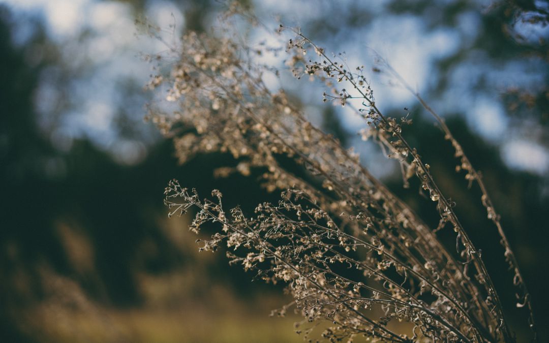 Close-up of Dried Plants in Nature with Soft Focus Background - Free Images, Stock Photos and Pictures on Pikwizard.com