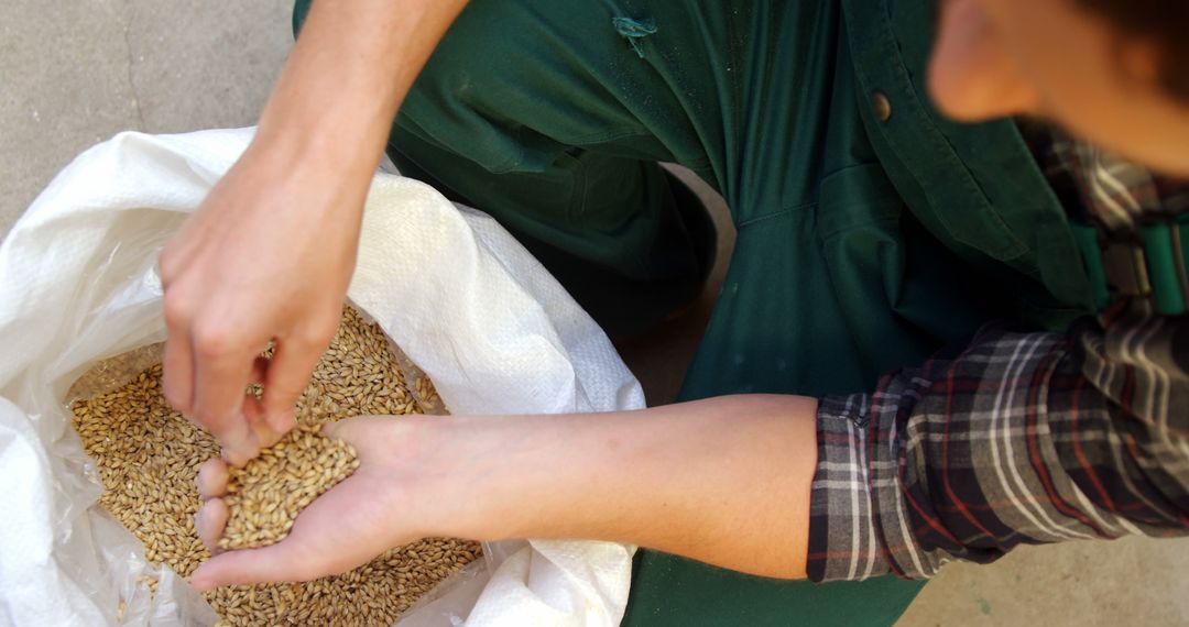 Agricultural Worker Ensuring Grain Quality Control