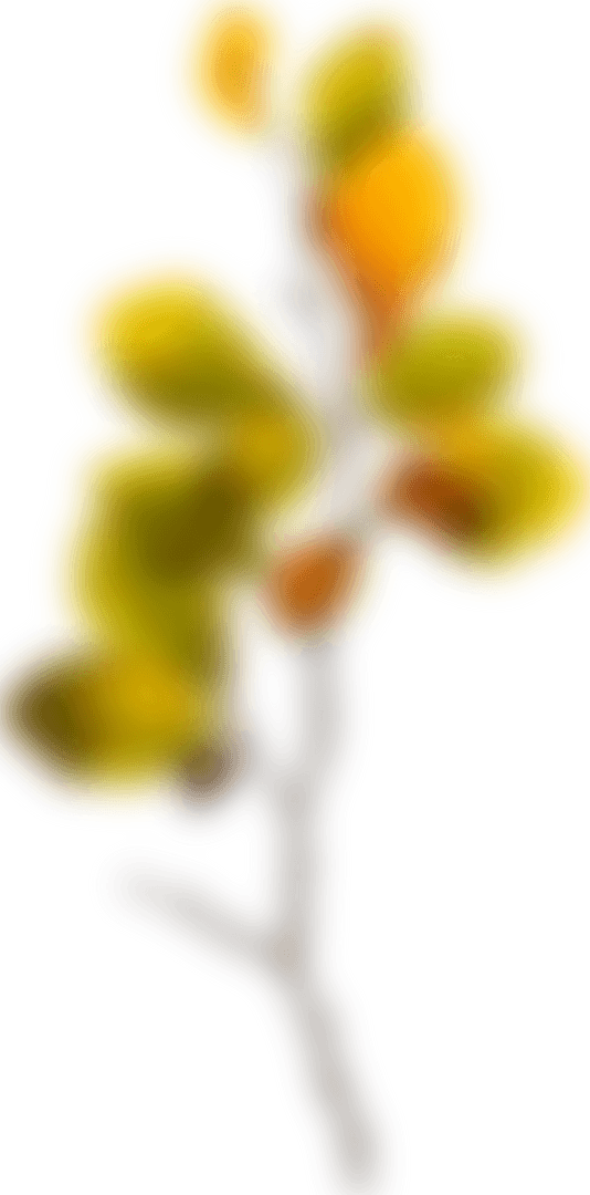 Transparent Blurred Autumn Leaves in Autumnal Glow