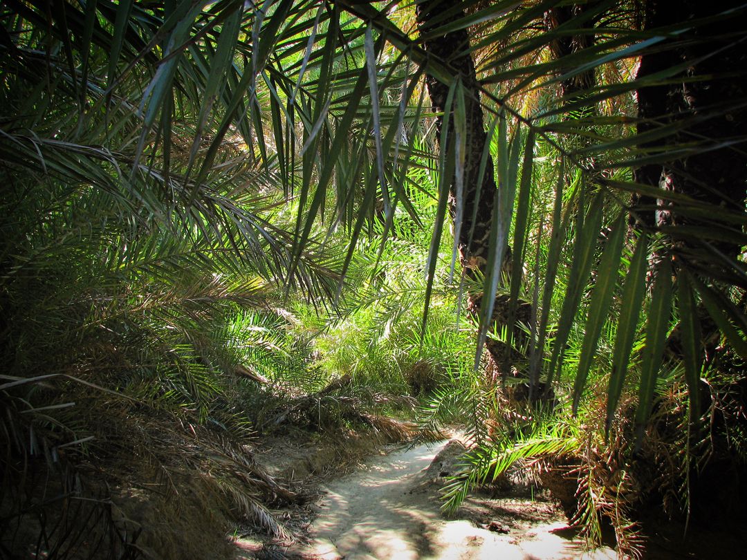 Dense Tropical Forest Pathway Illuminated by Sunlight