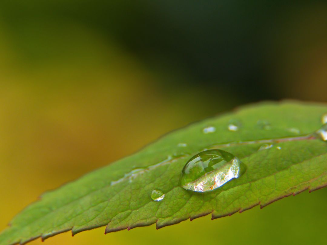 Close-up of dew drops on birch leaf illuminated by sunlight