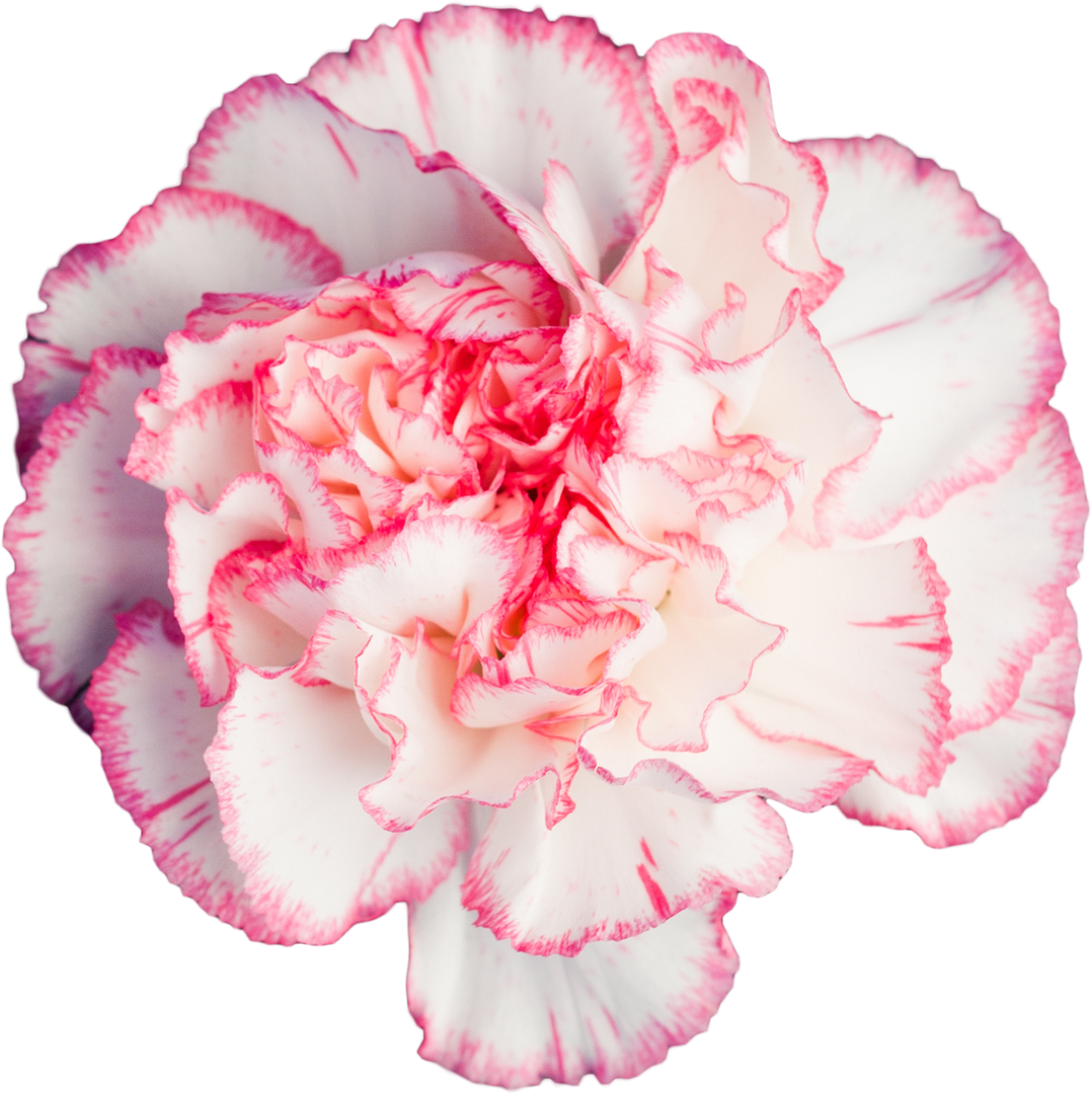 Transparent White and Pink Rose Isolated on a Transparent Background - Download Free Stock Images Pikwizard.com