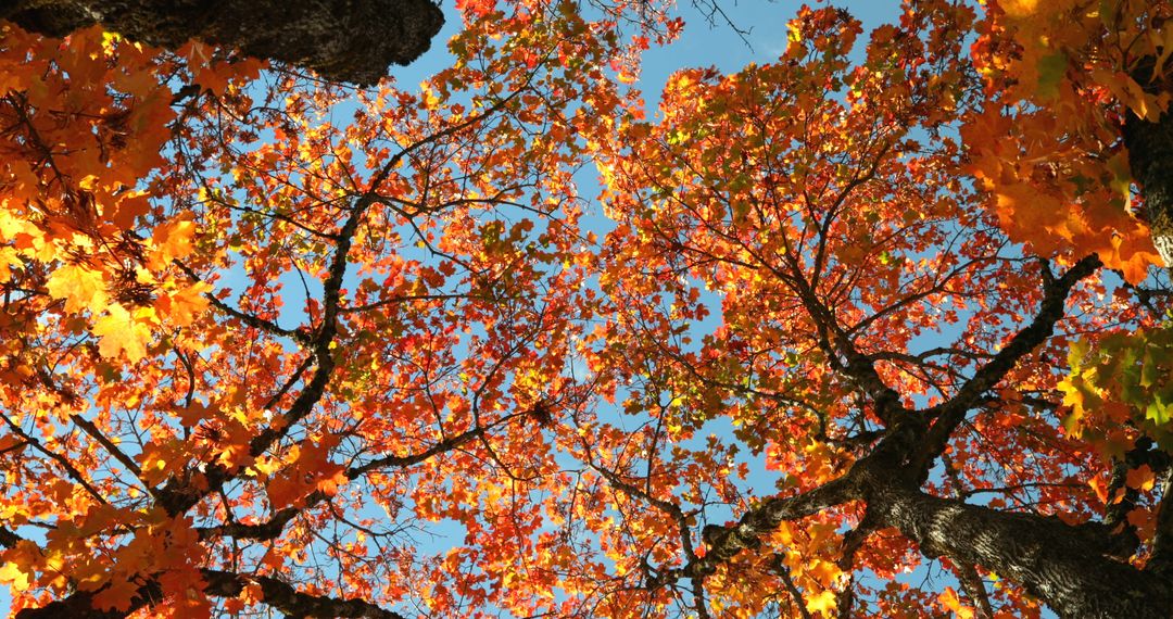Colorful Autumn Leaves against Blue Sky Seen from Below - Free Images, Stock Photos and Pictures on Pikwizard.com