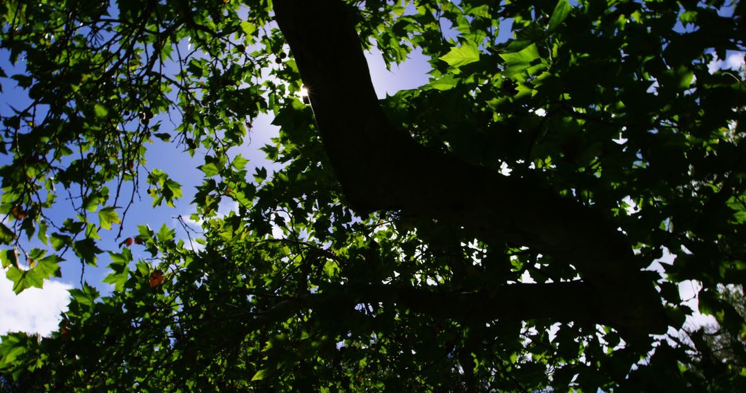Sunlight Filtering Through Tree Canopy on a Clear Day - Free Images, Stock Photos and Pictures on Pikwizard.com