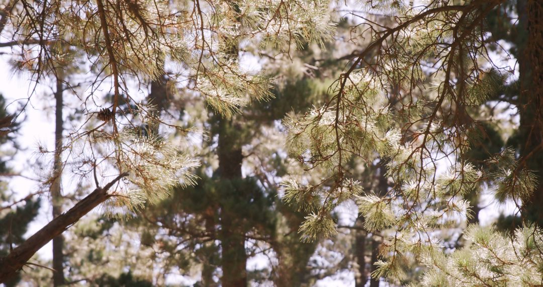 Sunlight Filtering Through Pine Tree Branches in Forest - Free Images, Stock Photos and Pictures on Pikwizard.com