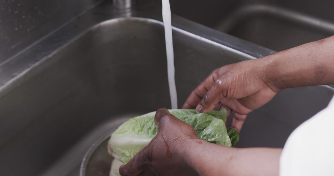 Hands Washing Fresh Lettuce in Sink - Free Images, Stock Photos and Pictures on Pikwizard.com