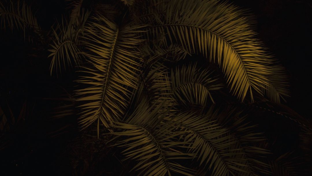 Dramatic Palm Leaves in Low Light - Free Images, Stock Photos and Pictures on Pikwizard.com