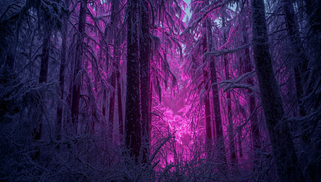 Magenta Light Casting Through Backlit Snow-Covered Pines in Enchanted Winter Clearing