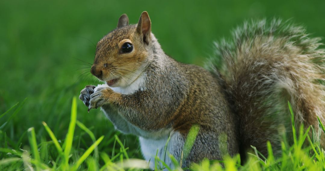 A squirrel is perched on grass, nibbling on a treat with its paws - Free Images, Stock Photos and Pictures on Pikwizard.com