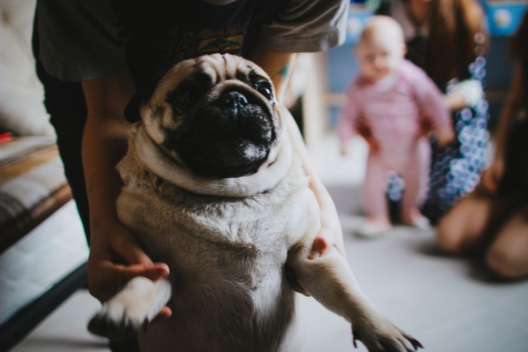 a pug dog being held by a person - Free Images, Stock Photos and Pictures on Pikwizard.com