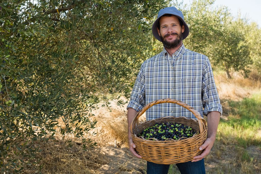 Farmer holding a basket of olives in farm - Free Images, Stock Photos and Pictures on Pikwizard.com
