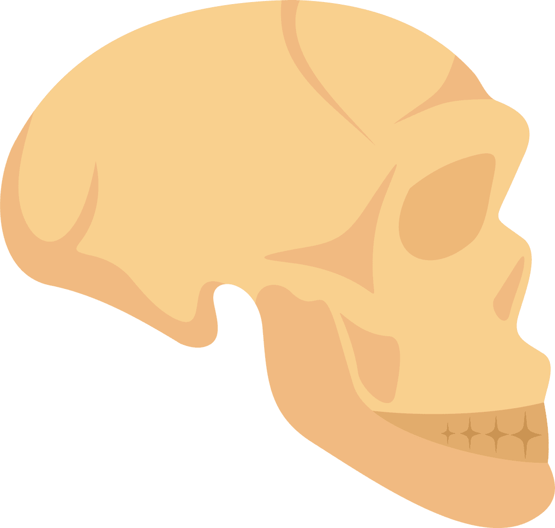 Stylized Skull Side Profile Illustration with Transparent Background