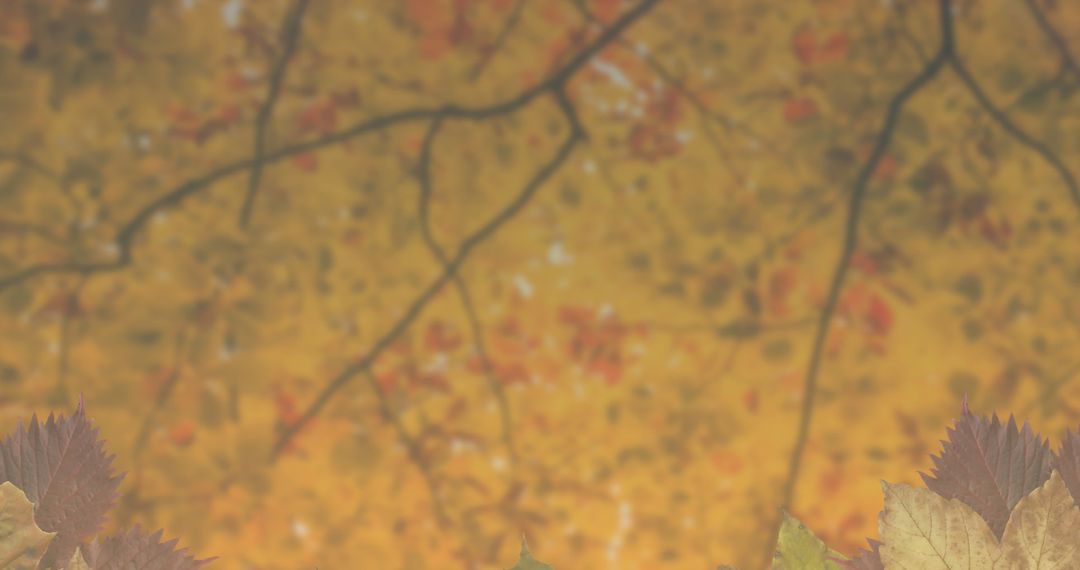 Autumn Leaves Falling Over Scenic Golden Background