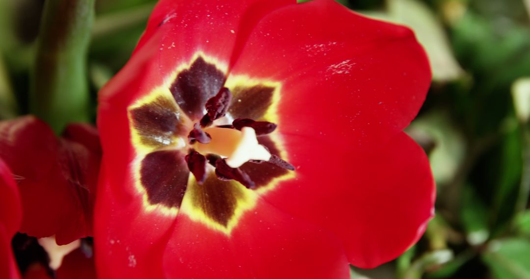 Close-Up Red Tulip with Yellow and Dark Brown Center Blooming Cool Fresh Spring Green Nature - Free Images, Stock Photos and Pictures on Pikwizard.com