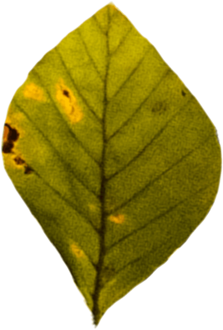 Transparent Yellow Leaf Illustration with Autumn Details