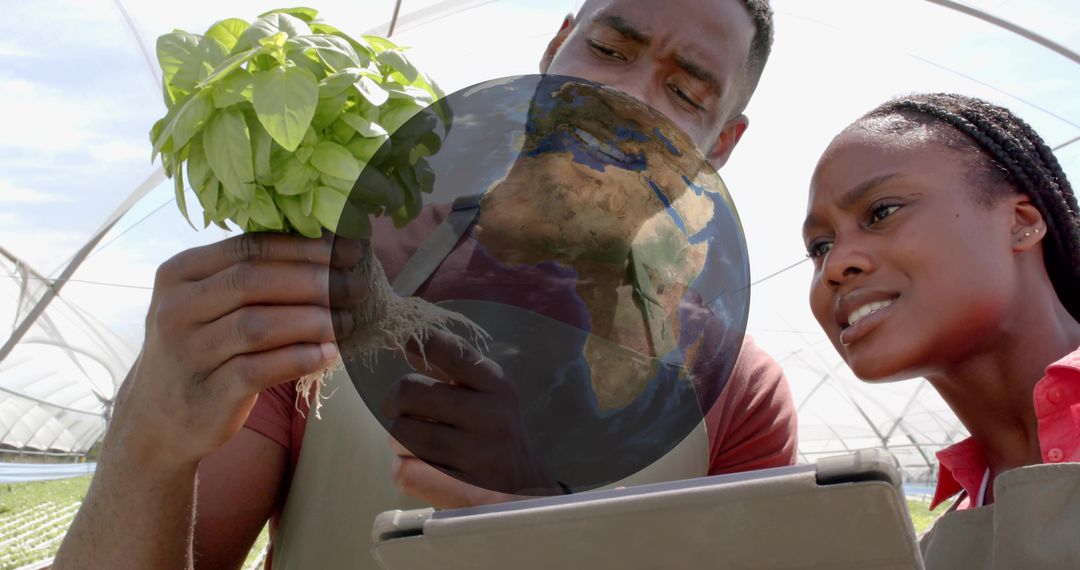 Inspecting Basil in Greenhouse with Digital Tablet Technology