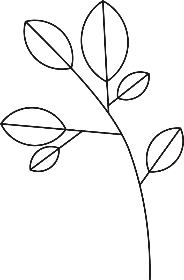 Transparent Botanical Line Art Illustration with Elliptical Leaves