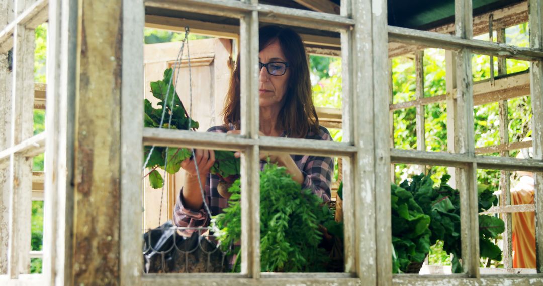 Woman harvesting fresh vegetables in greenhouse - Free Images, Stock Photos and Pictures on Pikwizard.com