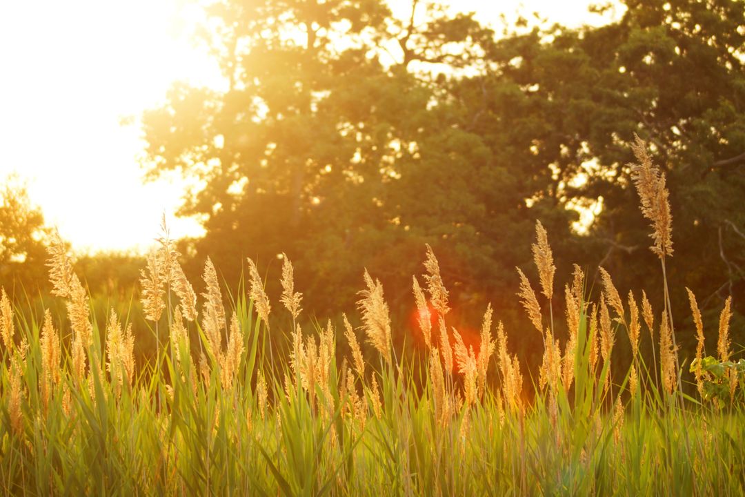 Golden Sunlit Grass Field with Trees Background - Free Images, Stock Photos and Pictures on Pikwizard.com