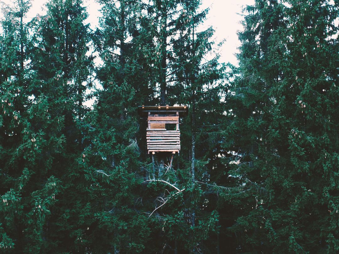 Wooden Treehouse Nestled Among Dense Pine Trees in Forest - Free Images, Stock Photos and Pictures on Pikwizard.com