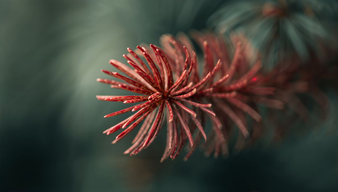 Radiating Red Conifer Needles Macro with Dew Droplets and Moody Bokeh Background