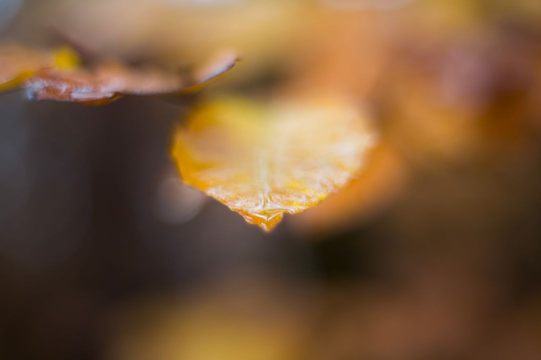 Close-Up of Orange Autumn Leaf with Water Droplet - Free Images, Stock Photos and Pictures on Pikwizard.com
