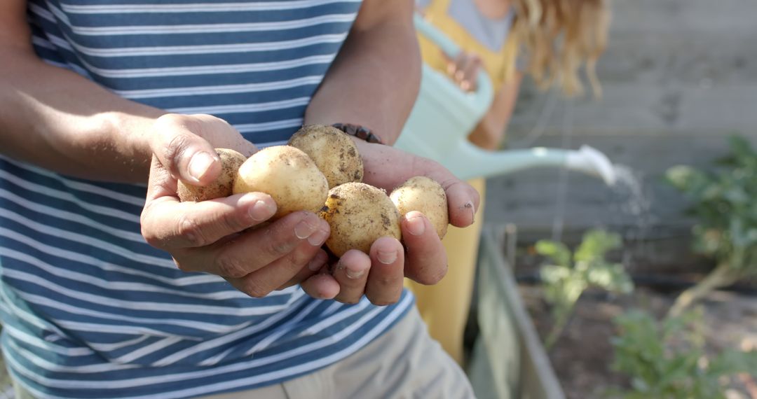 Hands Holding Freshly Harvested Potatoes in Community Garden - Free Images, Stock Photos and Pictures on Pikwizard.com