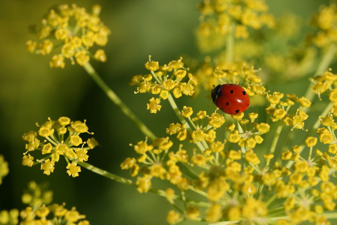 Red Ladybug Resting on Yellow Wildflower Umbel Macro with Soft Green Bokeh