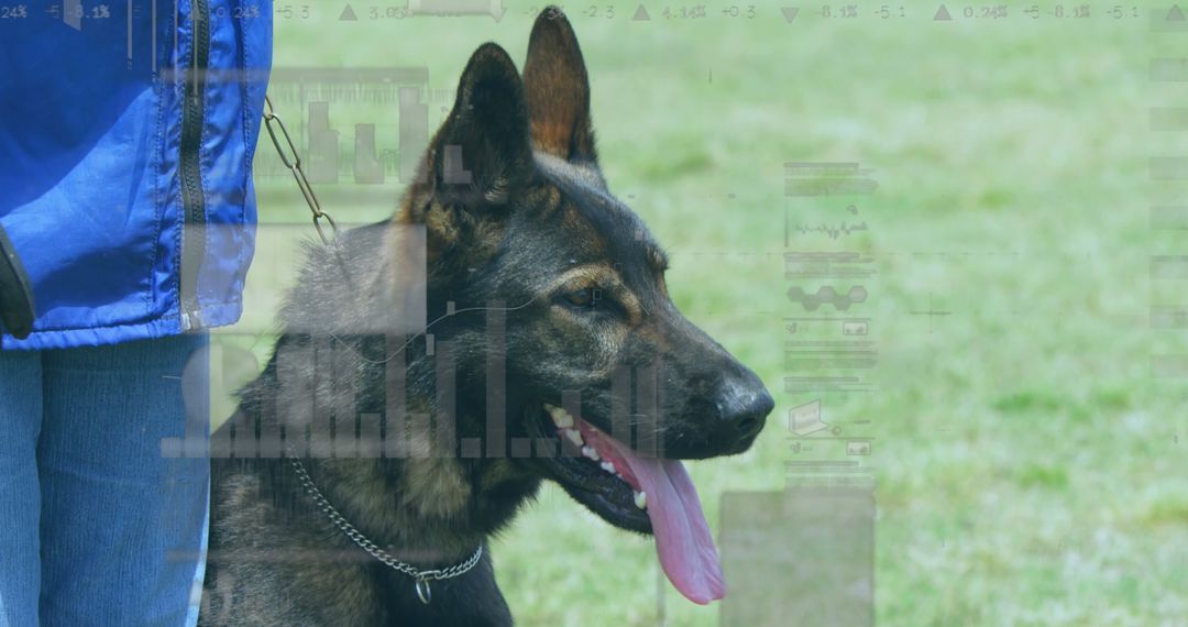 Dog Standing on Grass with Financial Data Overlay