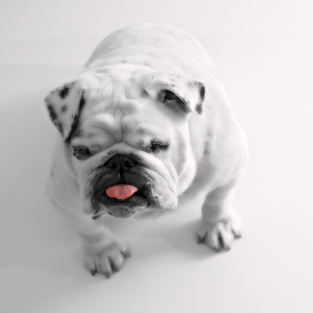 Adorable Bulldog Puppy Sticking Out Tongue in Studio - Free Images, Stock Photos and Pictures on Pikwizard.com