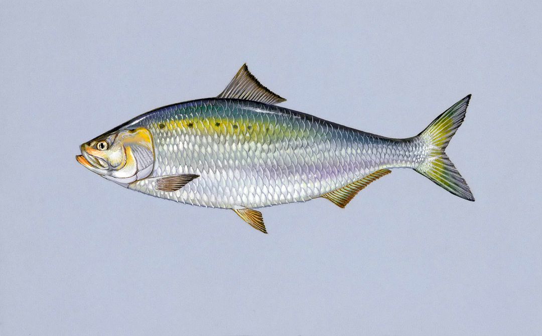 Atlantic Tarpon Fish Isolated on Plain Background