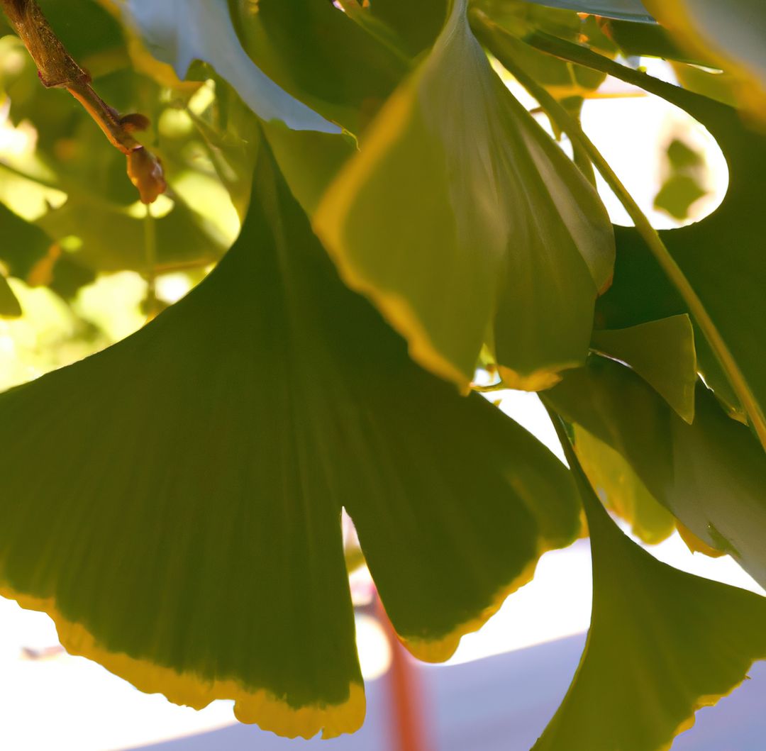 Close up of green leaves of ginkgo tree on sunny day - Free Images, Stock Photos and Pictures on Pikwizard.com