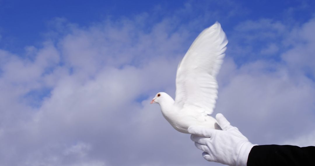 White Dove Released in Blue Sky Symbolizing Peace and Freedom