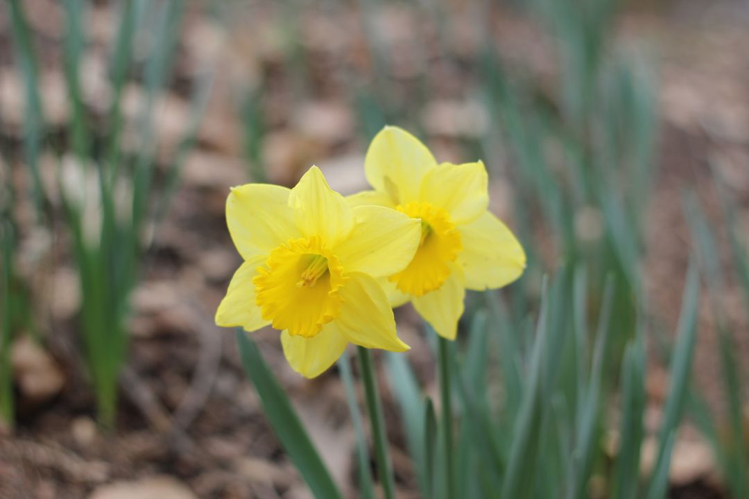 Two Blooming Yellow Daffodils in Garden - Free Images, Stock Photos and Pictures on Pikwizard.com