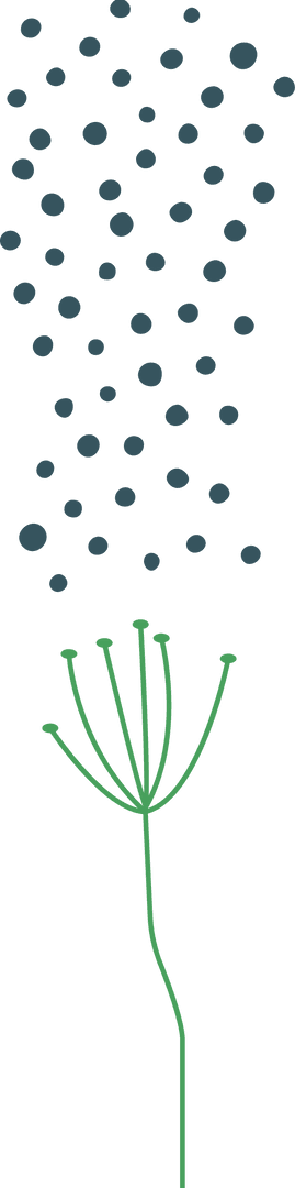 Minimal Dandelion Seedhead on Transparent Background, Botanical Symbolism