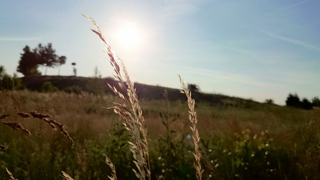 Golden Sunlit Meadow with Tall Grass at Sunset - Free Images, Stock Photos and Pictures on Pikwizard.com