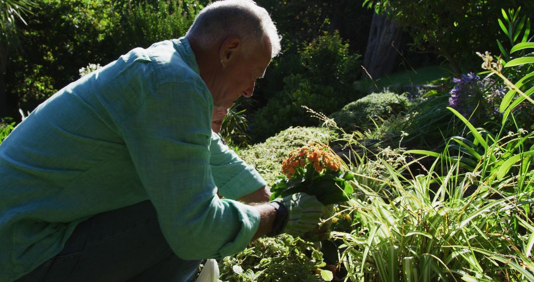 Senior Man Gardening Planting Orange Flowers Caring for Plants in Garden - Free Images, Stock Photos and Pictures on Pikwizard.com