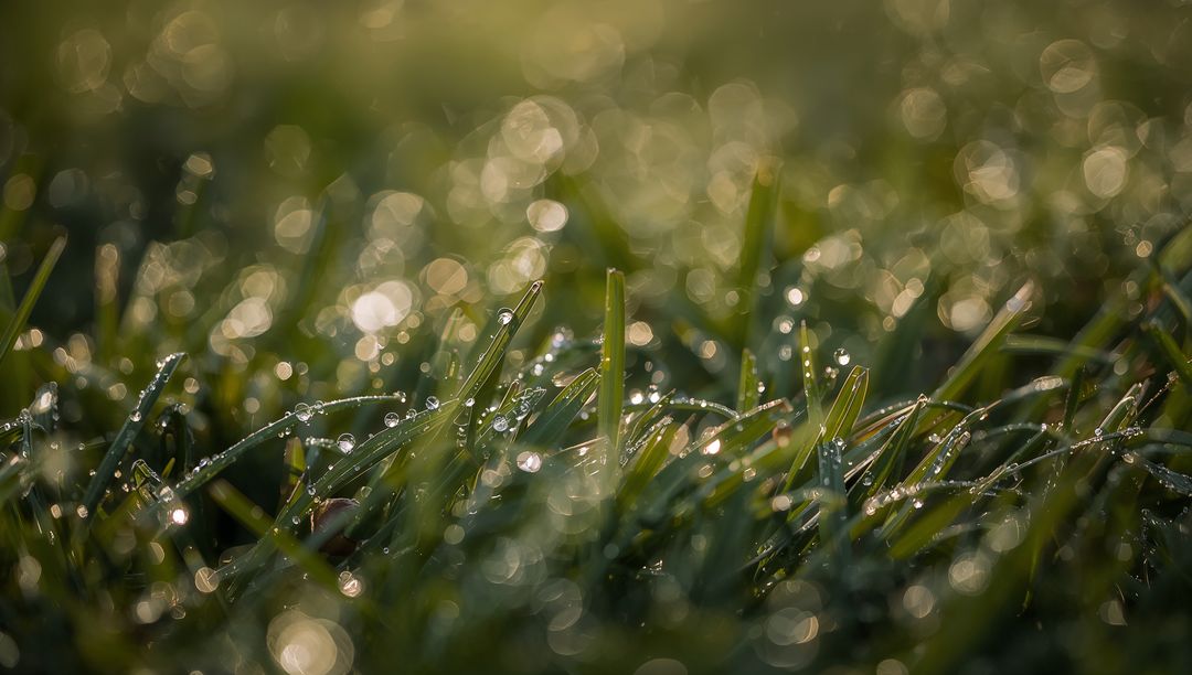 Glittering dewy lawn grass reflecting warm morning light with golden bokeh droplets