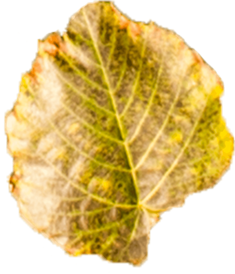 Yellow and Brown Autumn Leaf Illustration on Transparent Background