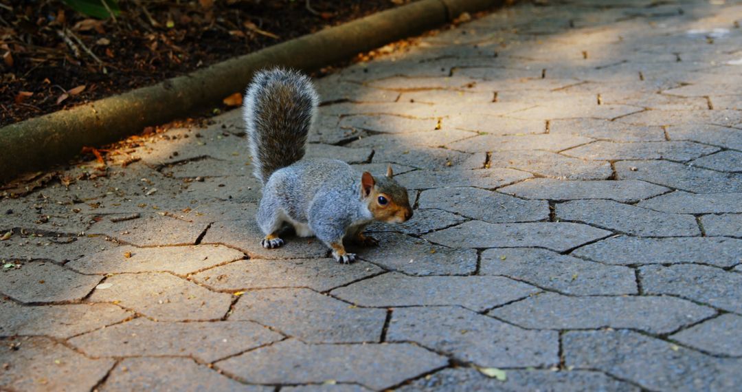Squirrel Sniffing Pavement in Natural Park Setting