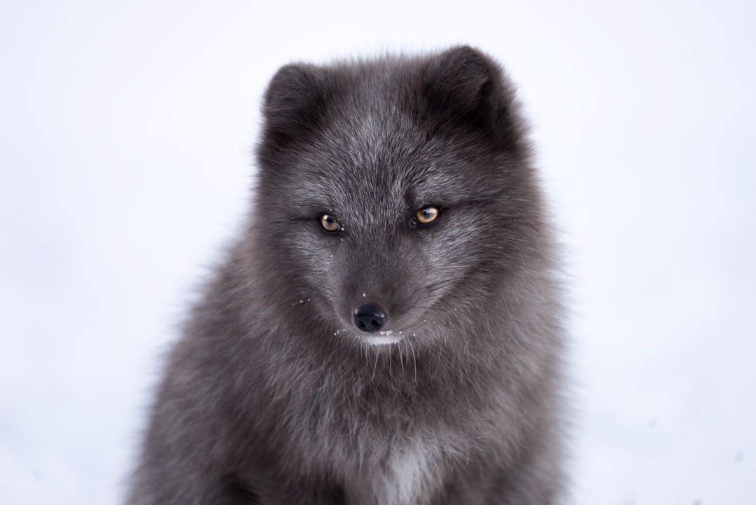 Close-up of Arctic Fox with Dark Winter Coat in Snowy Landscape - Free Images, Stock Photos and Pictures on Pikwizard.com
