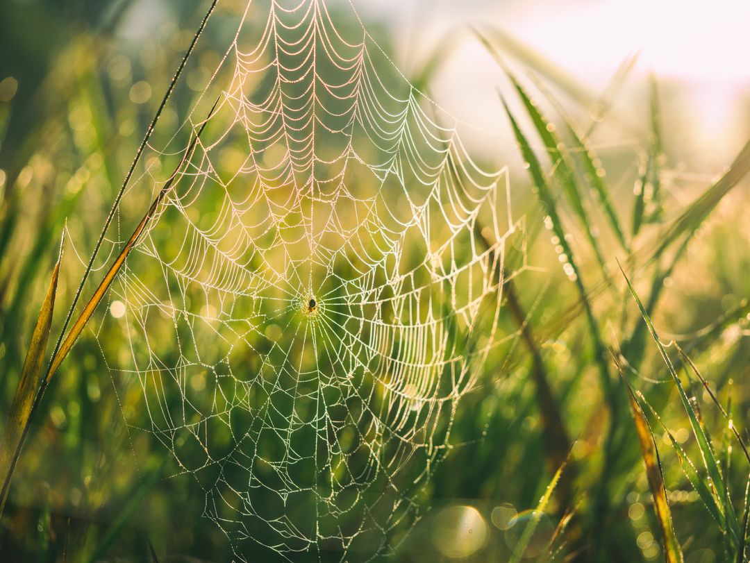 Backlit spiderweb catching morning dew in grass, sparkling macro nature scene golden hour