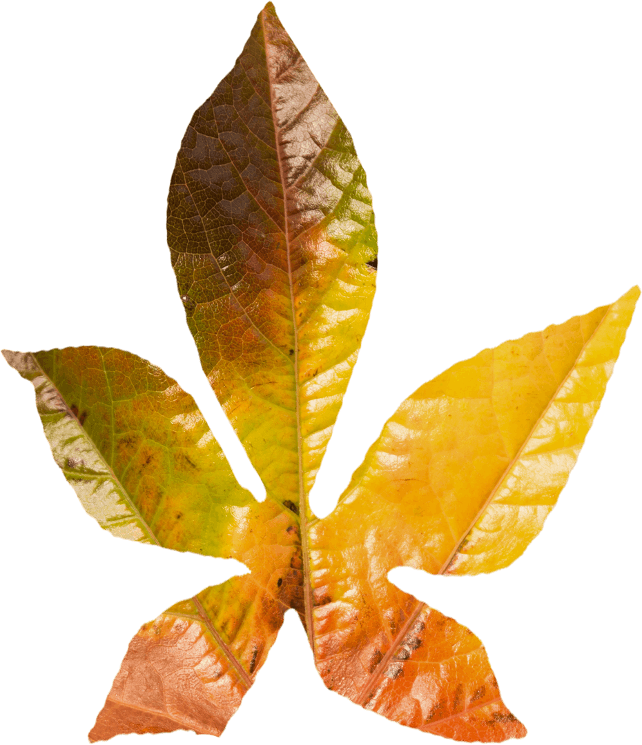 Transparent Autumn Leaf Close-Up Isolated on White Background