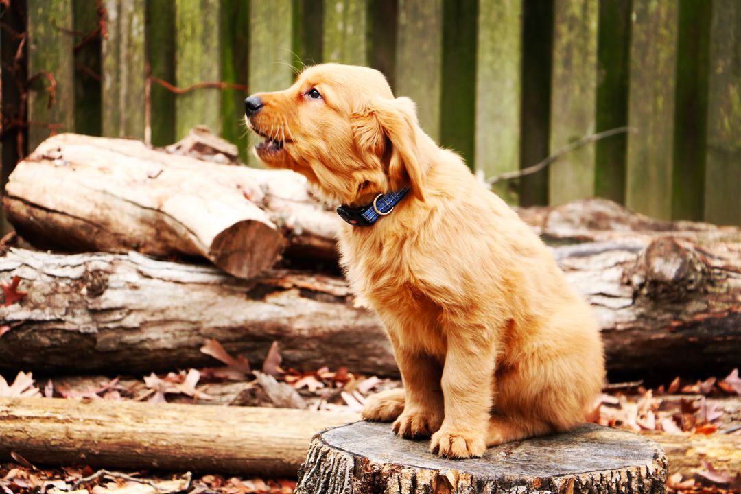 Golden Retriever Puppy Sitting on Tree Stump Outdoors - Free Images, Stock Photos and Pictures on Pikwizard.com