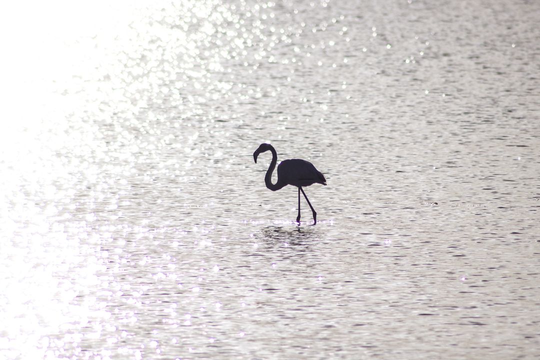 Silhouette of Flamingo Walking in Sparkling Water - Free Images, Stock Photos and Pictures on Pikwizard.com