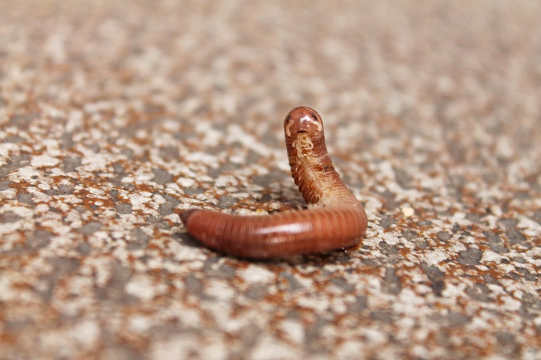 Close-up of Earthworm on Rough Surface Outdoors - Free Images, Stock Photos and Pictures on Pikwizard.com