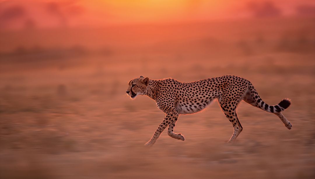 Sprinting Cheetah in African Savannah at Sunset