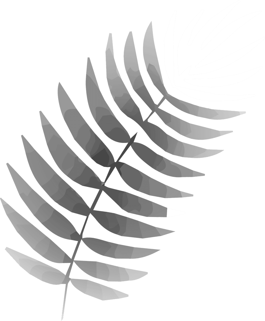 Grayscale Fern Leaf Illustration on Transparent Background